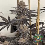 Nanaz Feminized Seeds by Robin Hoods Seeds