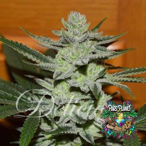 Unknown Kush Feminized Seeds by Delicious Seeds