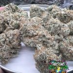 WC x BBC Feminized Seeds by Square Genetics