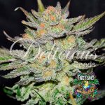Auto Blue Ace Cbd Feminized Seeds by Delicious Seeds