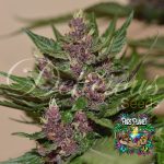 Auto Dark Purple Feminized Seeds by Delicious Seeds