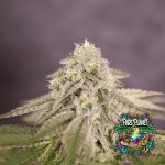 Bay Burger Early Version Seeds by Delicious Seeds