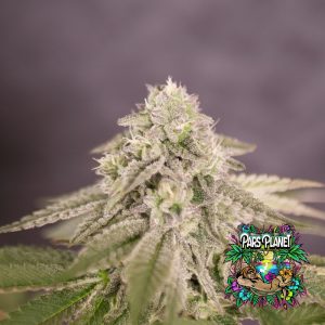 Bay Burger Early Version Seeds by Delicious Seeds