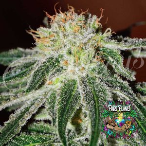 Black Russian Feminized Seeds by Delicious Seeds
