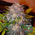 Caramelo Feminized Seeds by Delicious Seeds