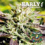Caramelo Early Version Feminized Seeds by Delicious Seeds