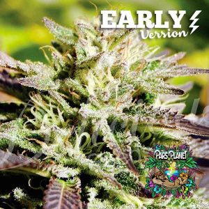 Caramelo Early Version Feminized Seeds by Delicious Seeds