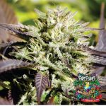 Caramelo Regular Seeds by Delicious Seeds