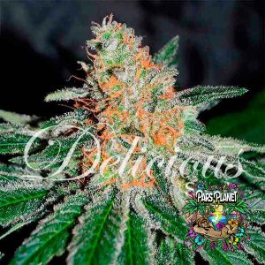 CBD Jam Feminized Seeds by Delicious Seeds