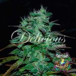 Chocobang Feminized Seeds by Delicious Seeds