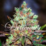 Cotton Candy Kush Feminized Seeds by Delicious Seeds