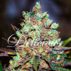 Cotton Candy Kush Feminized Seeds by Delicious Seeds
