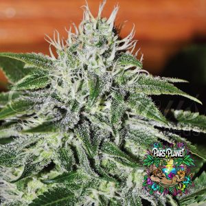 Critical Jack Herer Feminized Seeds by Delicious Seeds