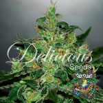 Critical Jack Herer Auto Seeds by Delicious Seeds