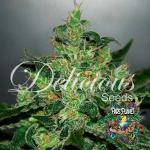 Critical Jack Herer Auto Seeds by Delicious Seeds