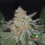 Critical Neville Haze 2.0 Feminized Seeds by Delicious Seeds