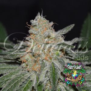 Critical Neville Haze 2.0 Feminized Seeds by Delicious Seeds