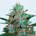 Critical Neville Haze Auto Seeds by Delicious Seeds