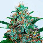 Critical Neville Haze Regular Auto Seeds by Delicious Seeds