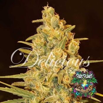 Critical Sensi Star Early Version Seeds by Delicious Seeds