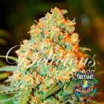 Critical Super Silver Haze Feminized Seeds by Delicious Seeds