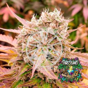 Dark Lemonade Auto Seeds by Delicious Seeds