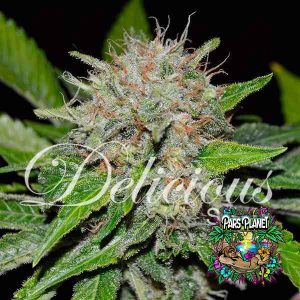 Deep Mandarine Feminized Seeds by Delicious Seeds