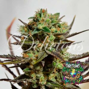 Delicious Candy Feminized