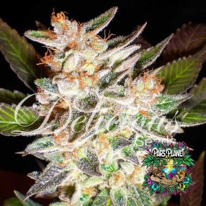 Delicious Candy Auto Seeds by Delicious Seeds