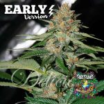 Delicious Candy Early Version Seeds by Delicious Seeds