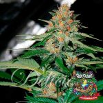 Delicious Candy Regular Seeds by Delicious Seeds