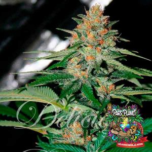 Delicious Candy Regular Seeds by Delicious Seeds