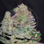 Delicious Cookies Auto Seeds by Delicious Seeds