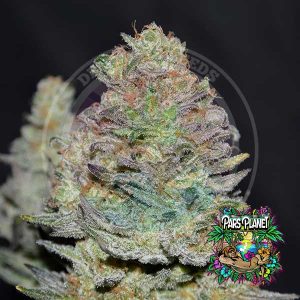 Delicious Cookies Auto Seeds by Delicious Seeds