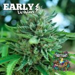 Delicious Cookies Early Version Seeds by Delicious Seeds