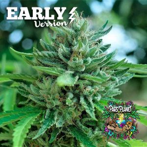 Delicious Cookies Early Version Seeds by Delicious Seeds