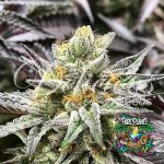 Delicious Cookies Feminized Seeds by Delicious Seeds