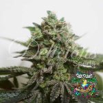 Delimed CBD Plus Feminized Seeds by Delicious Seeds