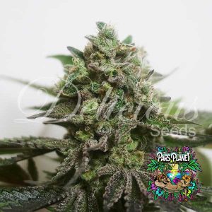 Delimed CBD Plus Feminized Seeds by Delicious Seeds