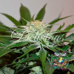 Descojack Feminized Seeds by Delicious Seeds