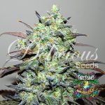 Eleven Roses Feminized Seeds by Delicious Seeds