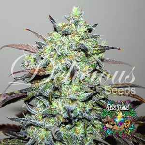Eleven Roses Feminized Seeds by Delicious Seeds