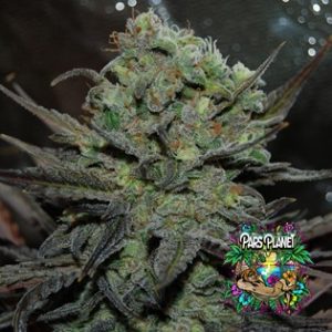 Eleven Roses Auto Seeds by Delicious Seeds