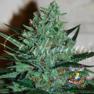 Fruity Chronic Juice Feminized Seeds by Delicious Seeds