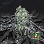 Golosa Feminized Seeds by Delicious Seeds