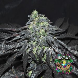 Golosa Feminized Seeds by Delicious Seeds