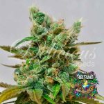 Honeybells Feminized Seeds by Delicious Seeds