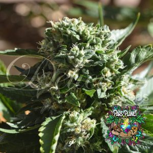 IL Diavolo Auto Seeds by Delicious Seeds
