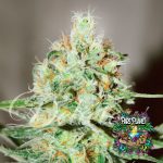 JÃ¤gg Kush Feminized Seeds by Delicious Seeds