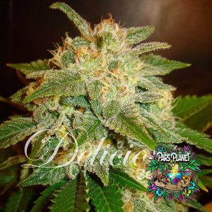 La Bella Afrodita Auto Seeds by Delicious Seeds